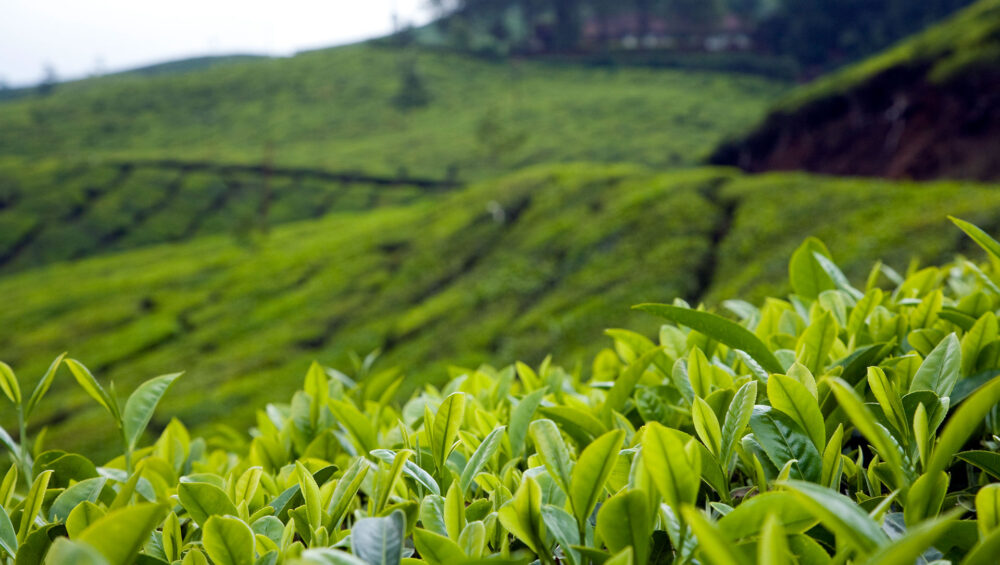 1st Flush 2023, Darjeeling Tea