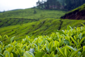 1st Flush 2023, Darjeeling Tea