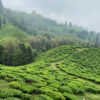 First Flush 2025 - Darjeeling Tea