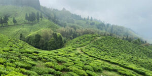 First Flush 2025 - Darjeeling Tea