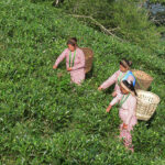 Darjeeling 1st Flush 2026