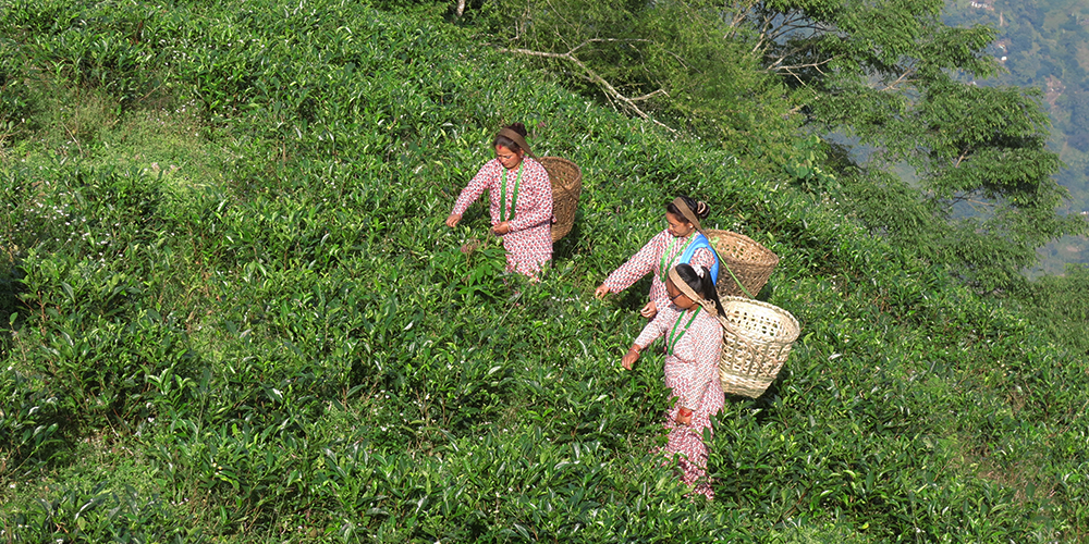 Darjeeling 1st Flush 2026
